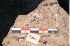 Foto (Detailansicht) von Araucaria sternbergii Goeppert (NHMW-GEO-2024-0188-8297)